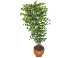 Ficus zel Starlight 1,75 cm   Mersin iekiler 