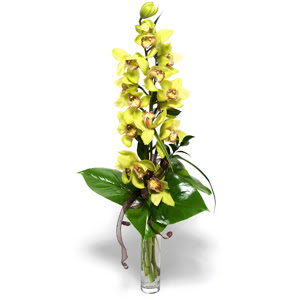 Mersin gvenli kaliteli hzl iek  cam vazo ierisinde tek dal canli orkide