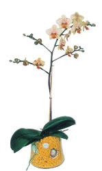  Mersin internetten iek sat  Phalaenopsis Orkide ithal kalite