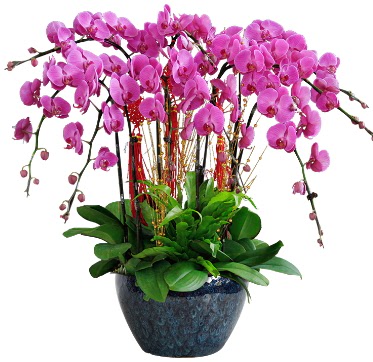 9 dall mor orkide  Mersin online iek gnderme sipari 