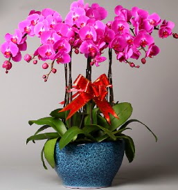7 dall mor orkide  Mersin uluslararas iek gnderme 