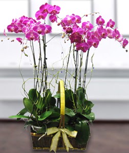 4 dall mor orkide  Mersin iek online iek siparii 