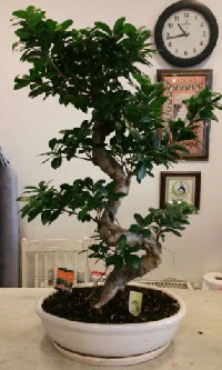 100 cm yksekliinde dev bonsai japon aac  Mersin gvenli kaliteli hzl iek 