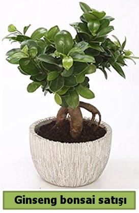 Ginseng bonsai japon aac sat  Mersin nternetten iek siparii 