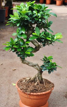 Orta boy bonsai saks bitkisi  Mersin ieki maazas 