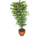 Ficus zel Starlight 1,75 cm   Mersin iekiler 