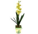 zel Yapay Orkide Sari  Mersin kaliteli taze ve ucuz iekler 