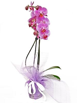  Mersin cicek , cicekci  Kaliteli ithal saksida orkide