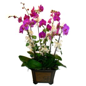  Mersin iekiler  4 adet orkide iegi