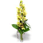  Mersin gvenli kaliteli hzl iek  cam vazo ierisinde tek dal canli orkide