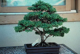 ithal bonsai saksi iegi  Mersin online iek gnderme sipari 
