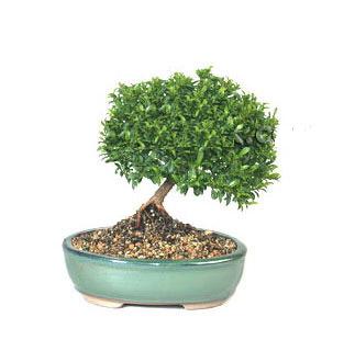 ithal bonsai saksi iegi  Mersin internetten iek siparii 