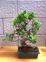 ithal bonsai saksi iegi  Mersin cicekciler , cicek siparisi 