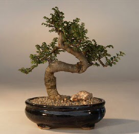 ithal bonsai saksi iegi  Mersin online iek gnderme sipari 