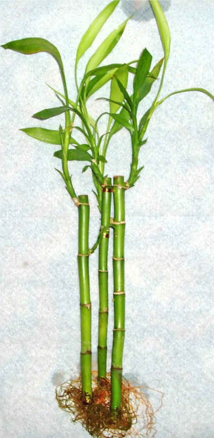 Lucky Bamboo 3 adet vazo hediye edilir   Mersin iekiler 