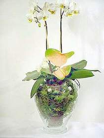  Mersin iek gnderme sitemiz gvenlidir  Cam yada mika vazoda zel orkideler
