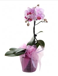 1 dal pembe orkide saks iei  Mersin hediye sevgilime hediye iek 