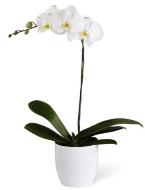 1 dall beyaz orkide  Mersin online iek gnderme sipari 