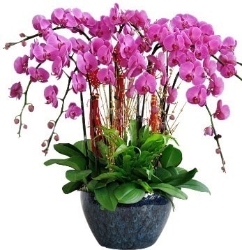 9 dall mor orkide  Mersin online iek gnderme sipari 
