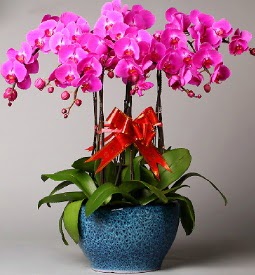 7 dall mor orkide  Mersin uluslararas iek gnderme 
