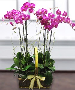 4 dall mor orkide  Mersin iek online iek siparii 