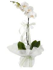 1 dal beyaz orkide iei  Mersin iek siparii sitesi 