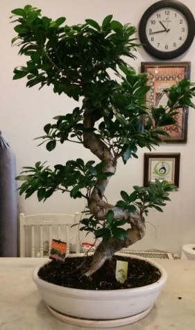 100 cm yksekliinde dev bonsai japon aac  Mersin gvenli kaliteli hzl iek 