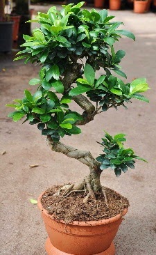 Orta boy bonsai saks bitkisi  Mersin ieki maazas 