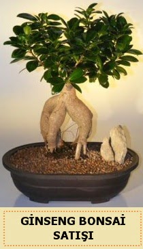 thal Ginseng bonsai sat japon aac  Mersin iek , ieki , iekilik 