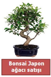 Japon aac bonsai sat  Mersin iek , ieki , iekilik 