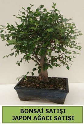 Minyatr bonsai japon aac sat  Mersin yurtii ve yurtd iek siparii 