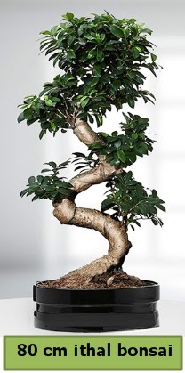 80 cm zel saksda bonsai bitkisi  Mersin nternetten iek siparii 
