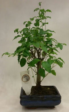 Minyatr bonsai japon aac sat  Mersin nternetten iek siparii 