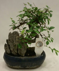 thal 1.ci kalite bonsai japon aac  Mersin iek gnderme sitemiz gvenlidir 