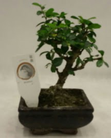 Kk minyatr bonsai japon aac  Mersin iek yolla , iek gnder , ieki  