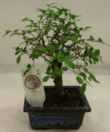 Minyatr ithal japon aac bonsai bitkisi  Mersin iek gnderme sitemiz gvenlidir 