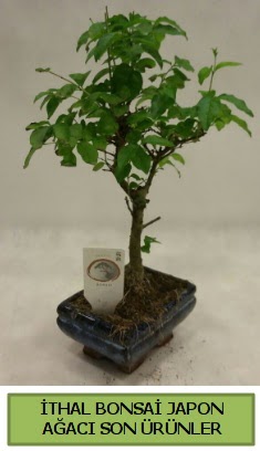 thal bonsai japon aac bitkisi  Mersin cicekciler , cicek siparisi 