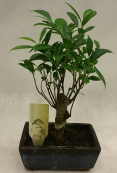Japon aac bonsai bitkisi sat  Mersin nternetten iek siparii 