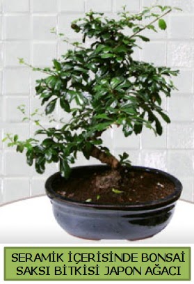 Seramik vazoda bonsai japon aac bitkisi  Mersin iek , ieki , iekilik 