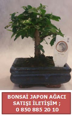 Japon aac minyar bonsai sat  Mersin iek gnderme sitemiz gvenlidir 