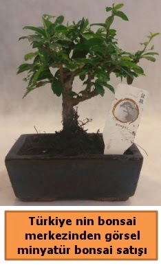 Japon aac bonsai sat ithal grsel  Mersin online ieki , iek siparii 