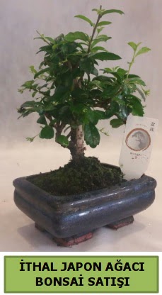 thal japon aac bonsai bitkisi sat  Mersin nternetten iek siparii 