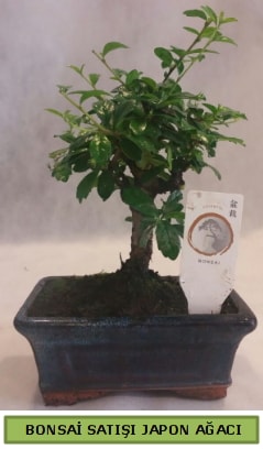 Minyatr bonsai aac sat  Mersin iek yolla , iek gnder , ieki  