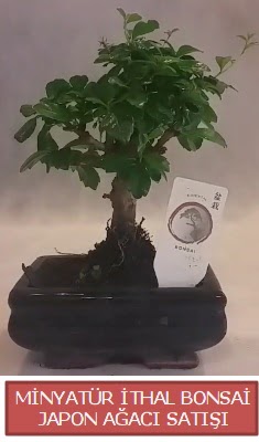 Kk grsel bonsai japon aac bitkisi  Mersin iek yolla 