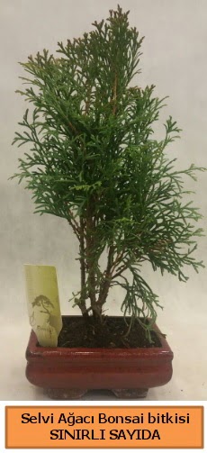 Selvi aac bonsai japon aac bitkisi  Mersin iek gnderme sitemiz gvenlidir 