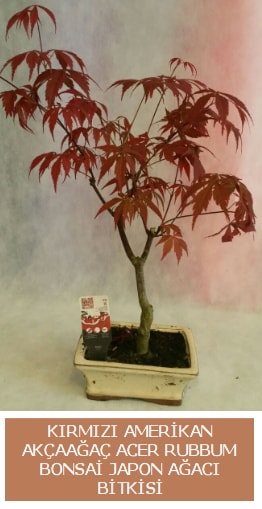 Amerikan akaaa Acer Rubrum bonsai  Mersin iek siparii vermek 