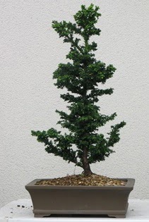 am aac bonsai bitkisi sat  Mersin nternetten iek siparii 