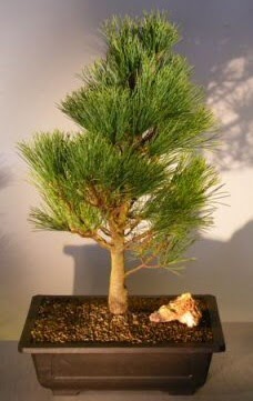 am aac japon aac bitkisi bonsai  Mersin nternetten iek siparii 