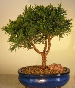 Servi am bonsai japon aac bitkisi  Mersin online ieki , iek siparii 