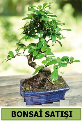 am bonsai japon aac sat  Mersin iek gnderme sitemiz gvenlidir 